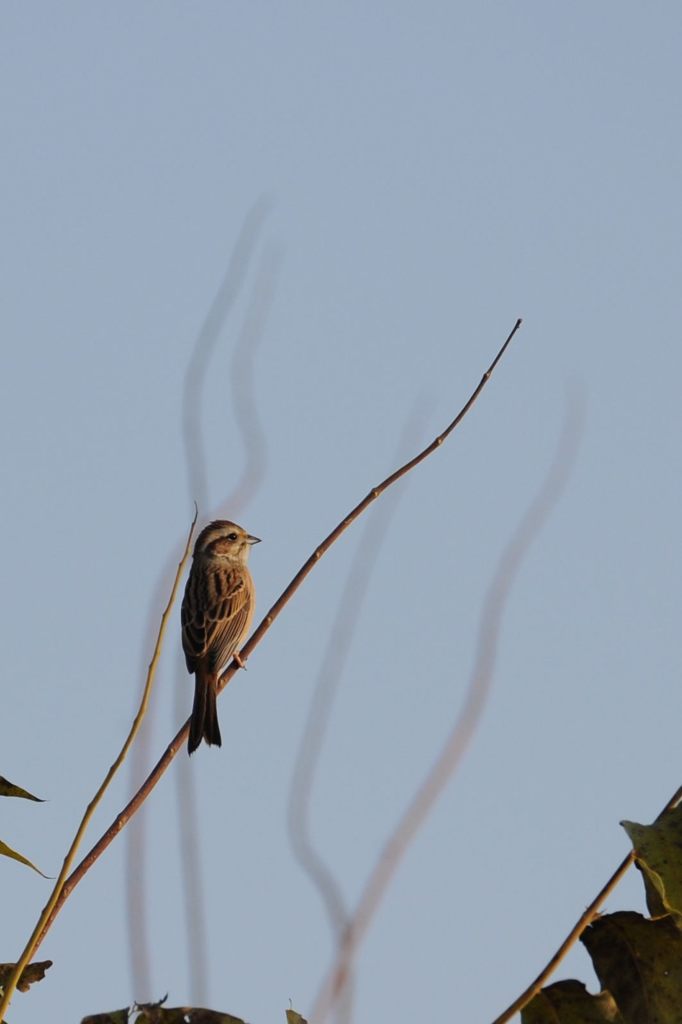朝陽を拝して　DSC_8310