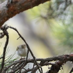 何かご用？　DSC_3002