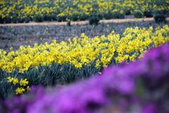 主役は黄色　　DSC_0844