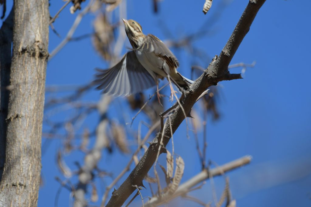 カシラダカ　４　DSC_3439