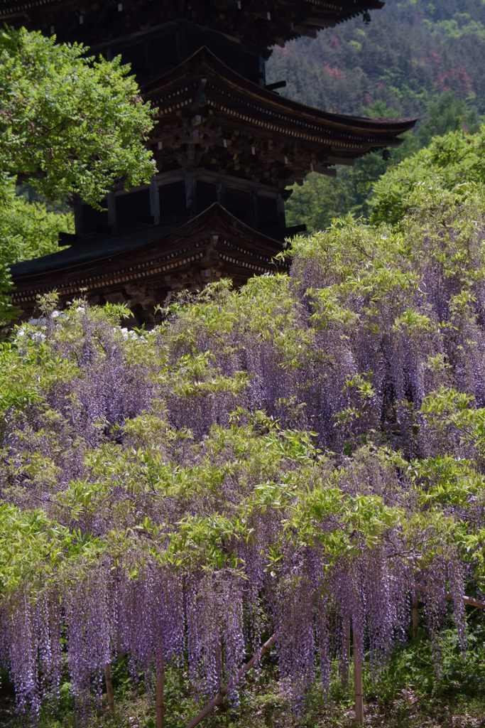 滴る藤　DSC_2015