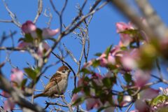 ハナミズキにスズメ　　　DSC_6908