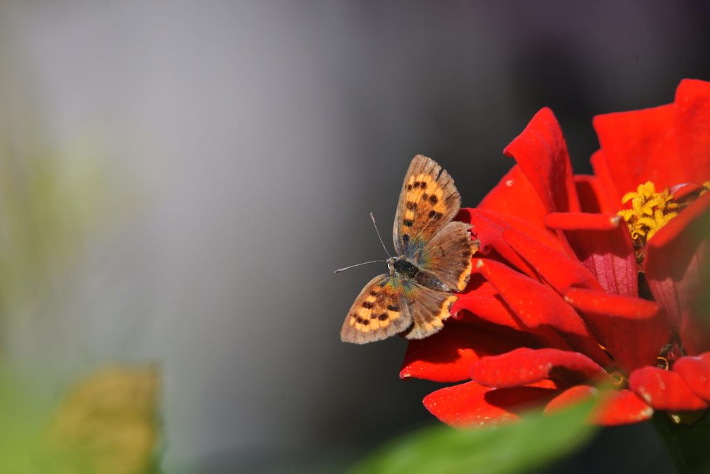 紅と赤　DSC_1443