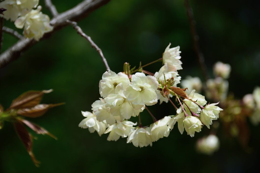 二色のウコンザクラ　黄　DSC_4714