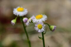 野の花　　DSC_4175