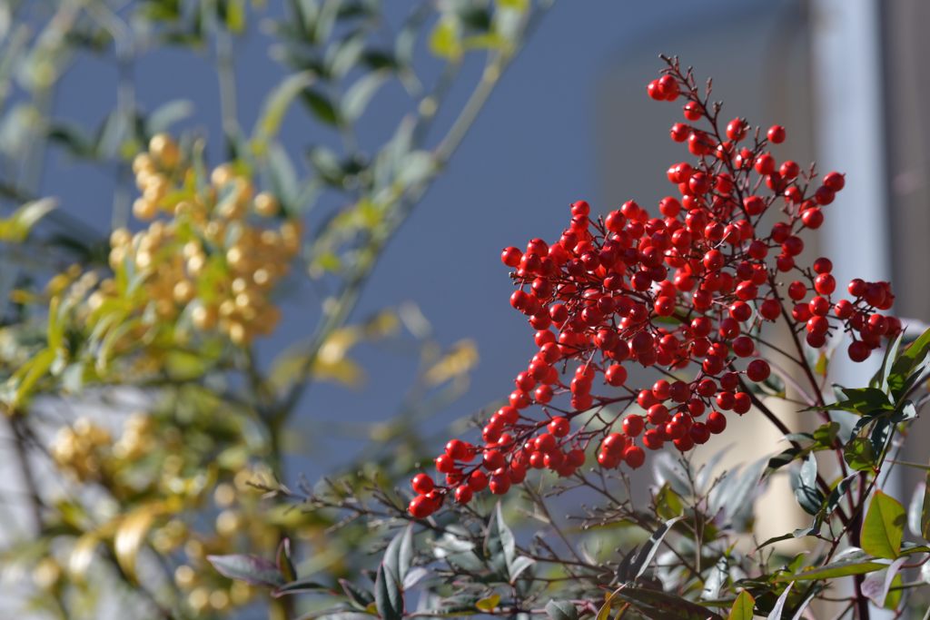 紅白のナンテン　DSC_3762