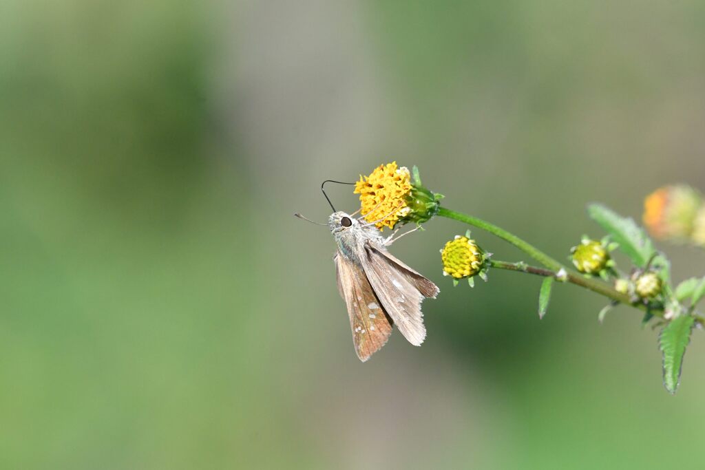 野の花にチャバネセセリ　　　DSC_3208