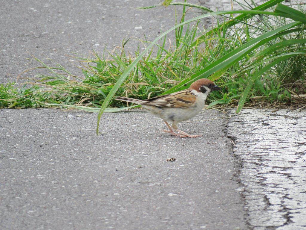 何かいる？　IMG_1310