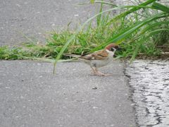 何かいる？　IMG_1310