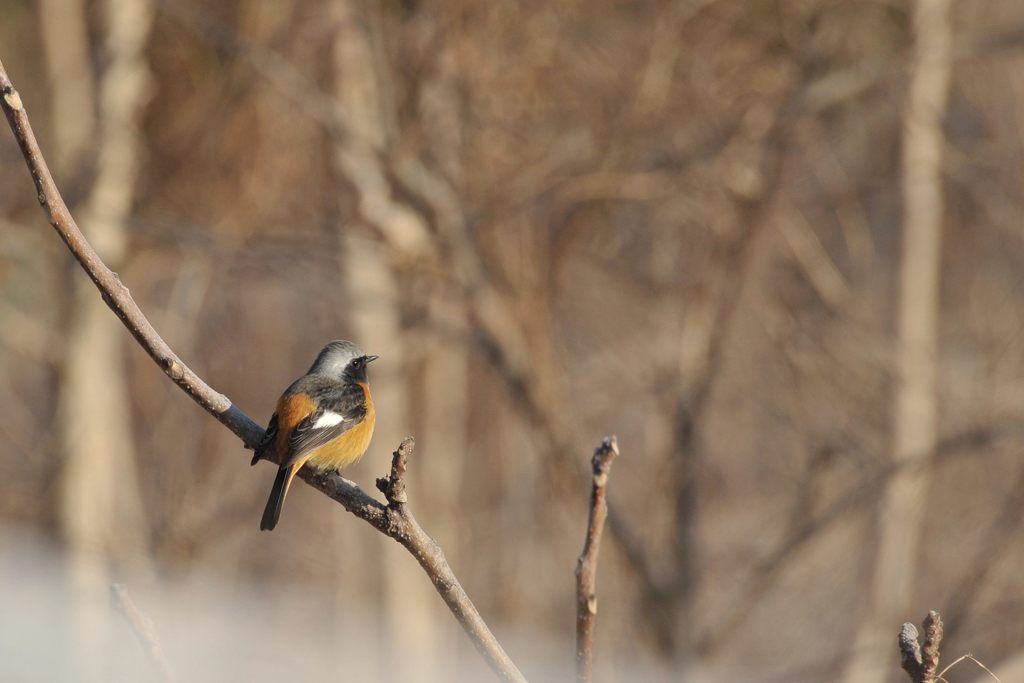 君の故郷は　DSC_2327