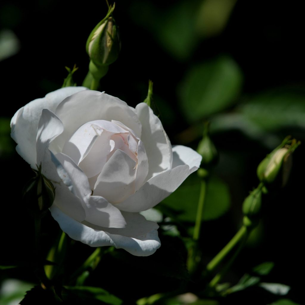 白い薔薇　DSC_3777