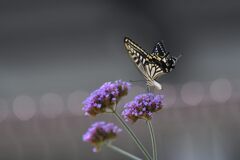 ナミアゲハ　　DSC_0580