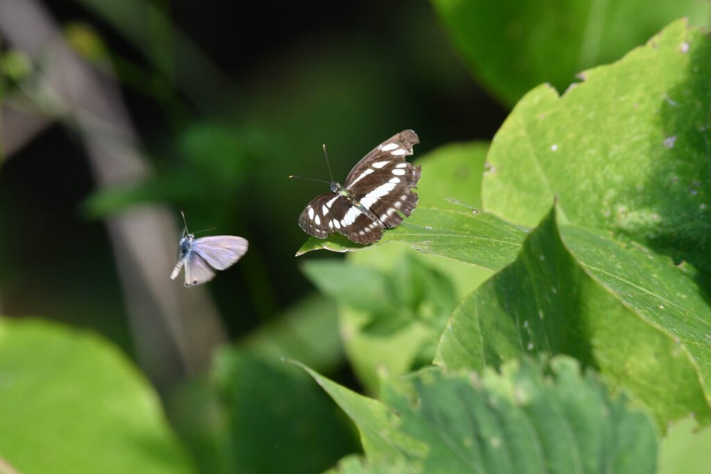 ねえ、遊ぼう！　　DSC_2455