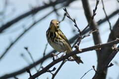 ビンズイさん　　DSC_4774