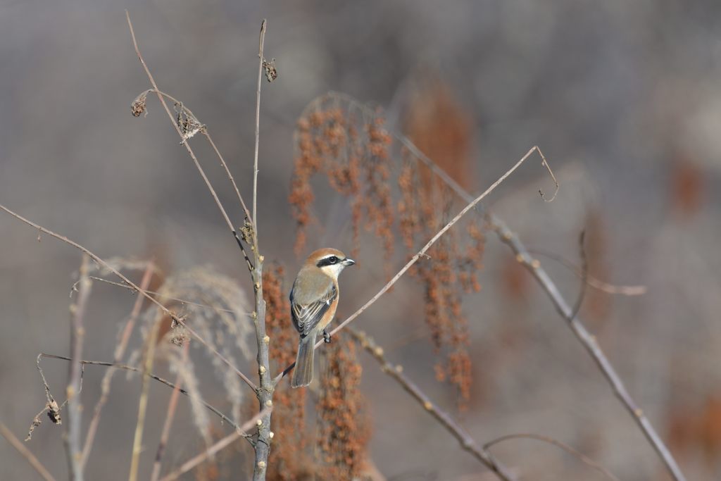 右見て　DSC_3576