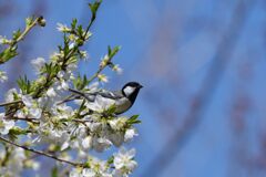 花被り　　DSC_6735