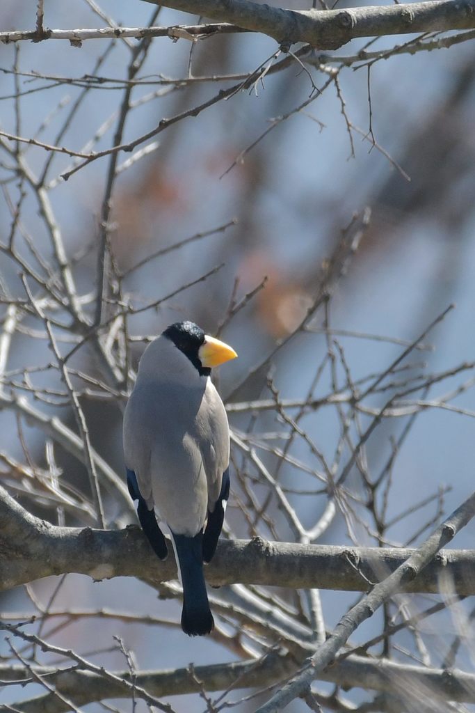 イカル　DSC_7166