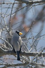 イカル　DSC_7166