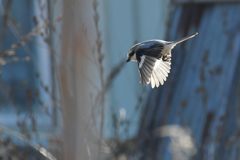 探す　DSC_8969