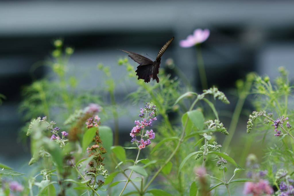 黒の舞い　DSC_3453