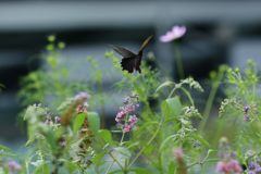 黒の舞い　DSC_3453