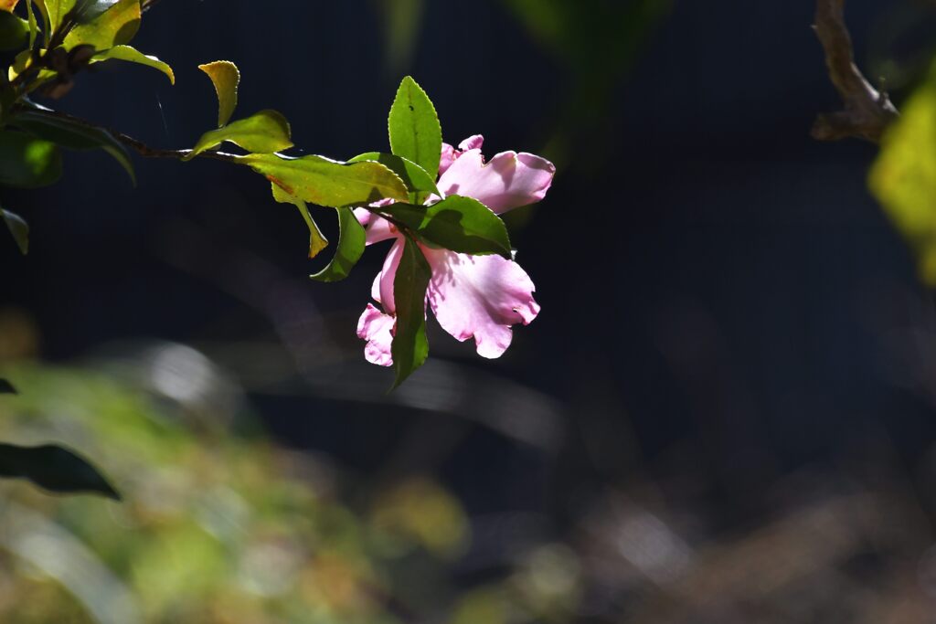 透ける　　DSC_9509