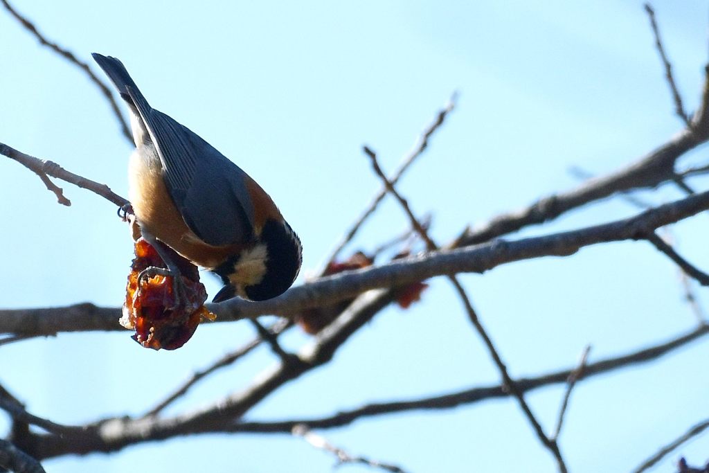 柿にヤマガラ　２　DSC_6840