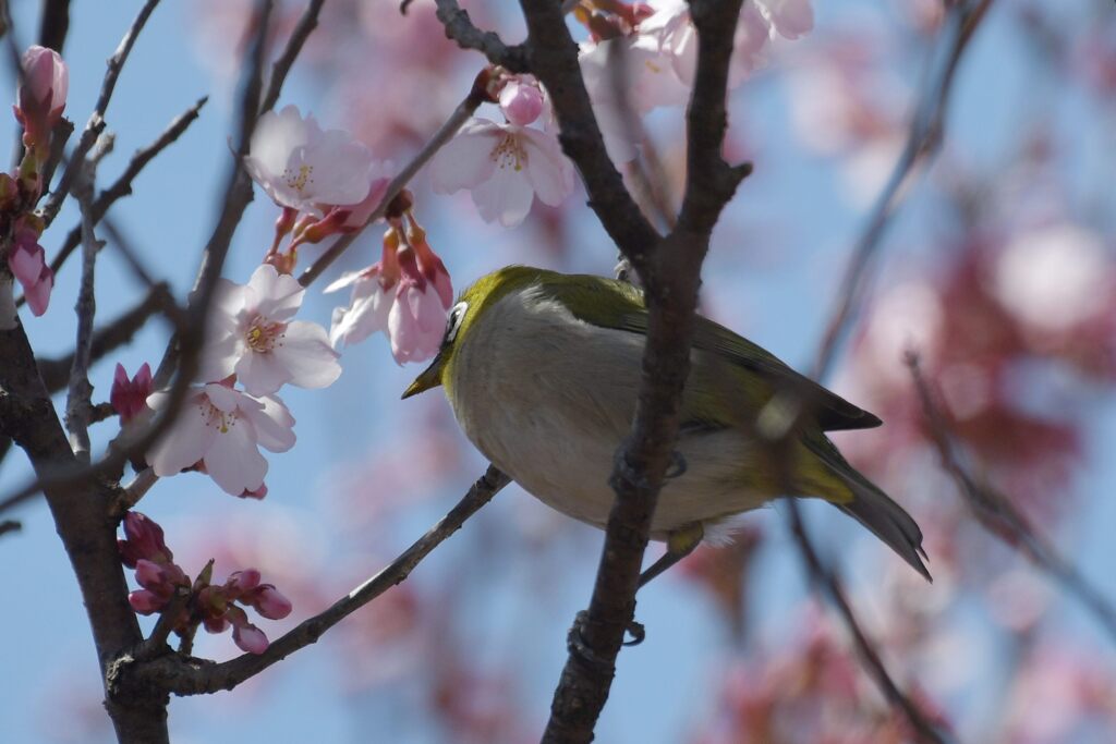 桜大好き！　　DSC_1659