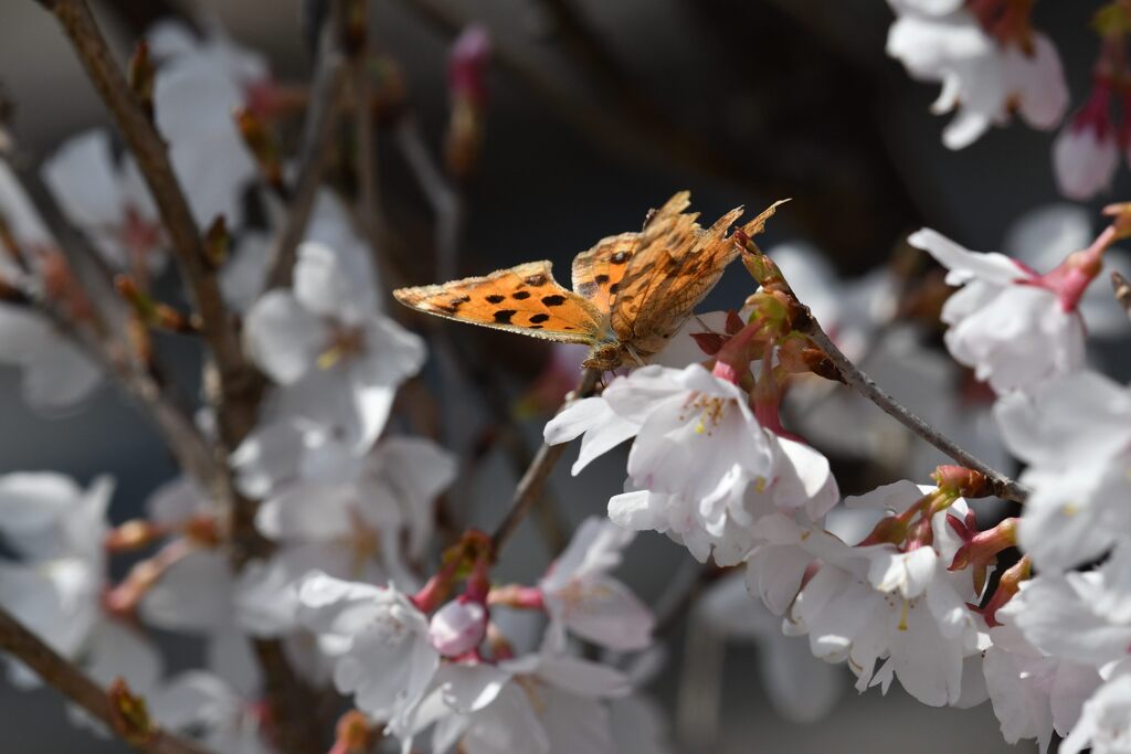 桜にキタテハ　　　DSC_1767