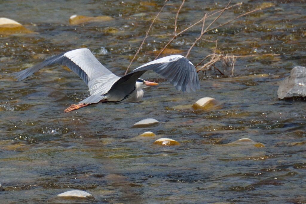 アオサギ　　　DSC_6559
