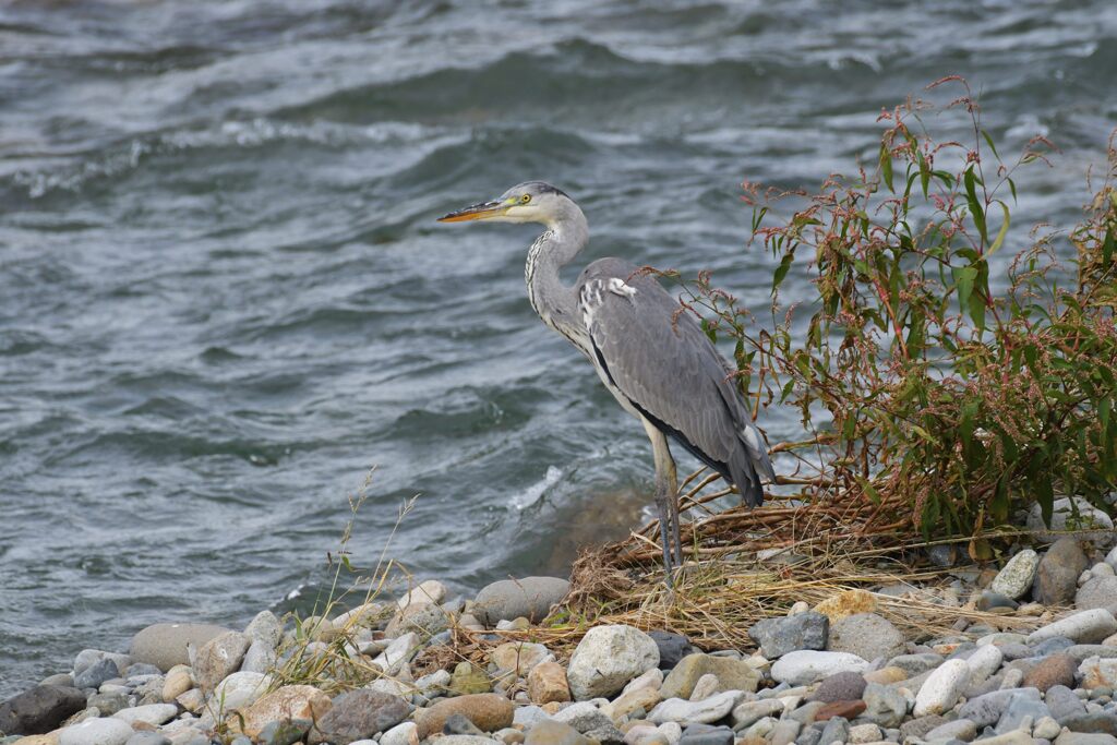 アオサギ　　DSC_8270