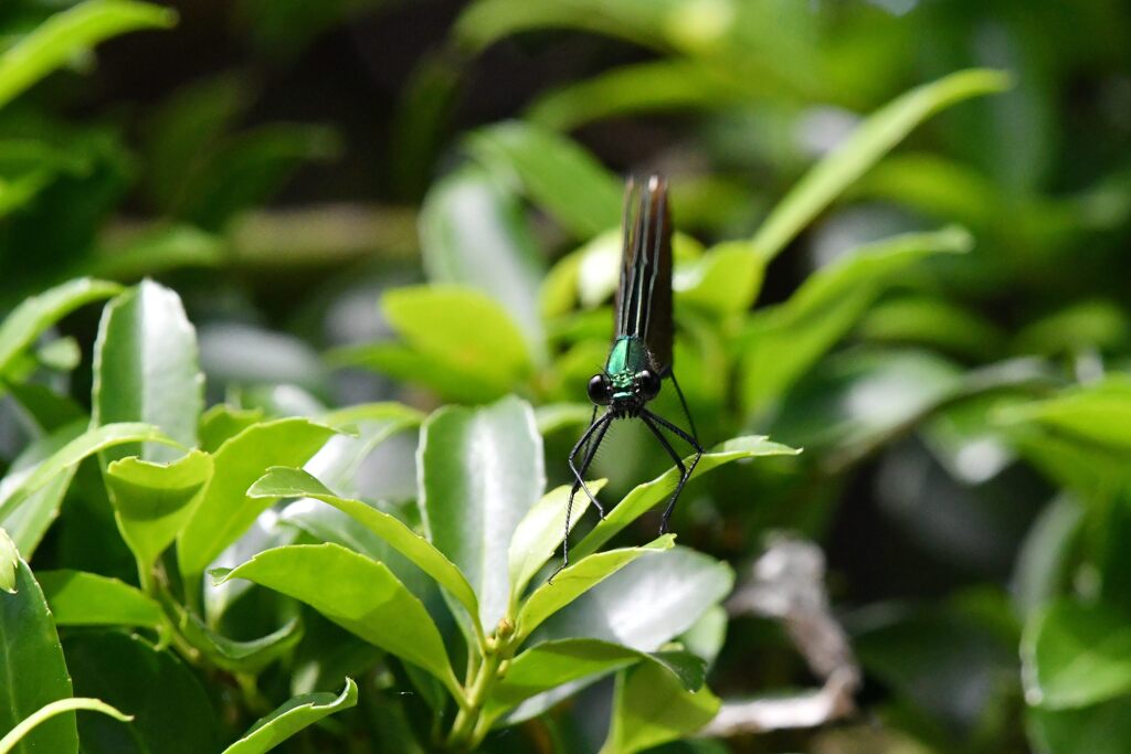 ガン見　　DSC_8531