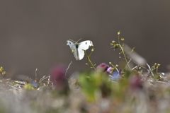 ツマキチョウ　DSC_9255