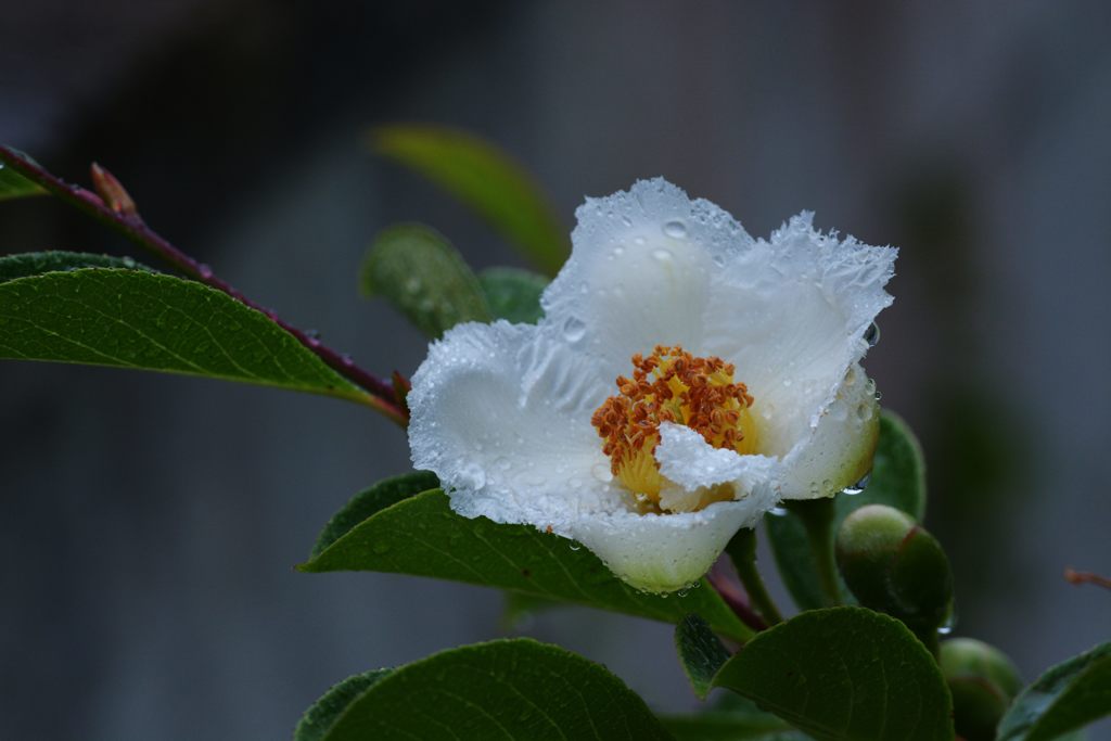 雨の朝に　３　DSC_5826