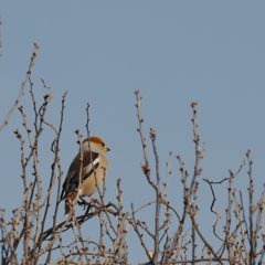 君もずっといるんだよね　　DSC_0501