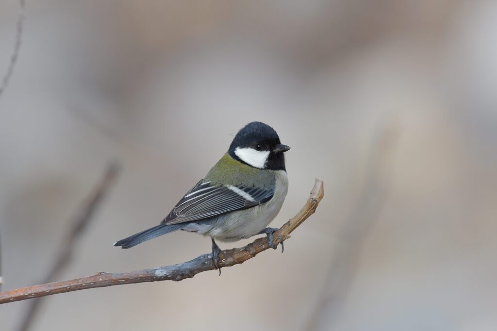 ポートレート　　DSC_3984