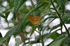 キタテハ　　DSC_7709