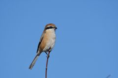 青空モズ　５　DSC_3655