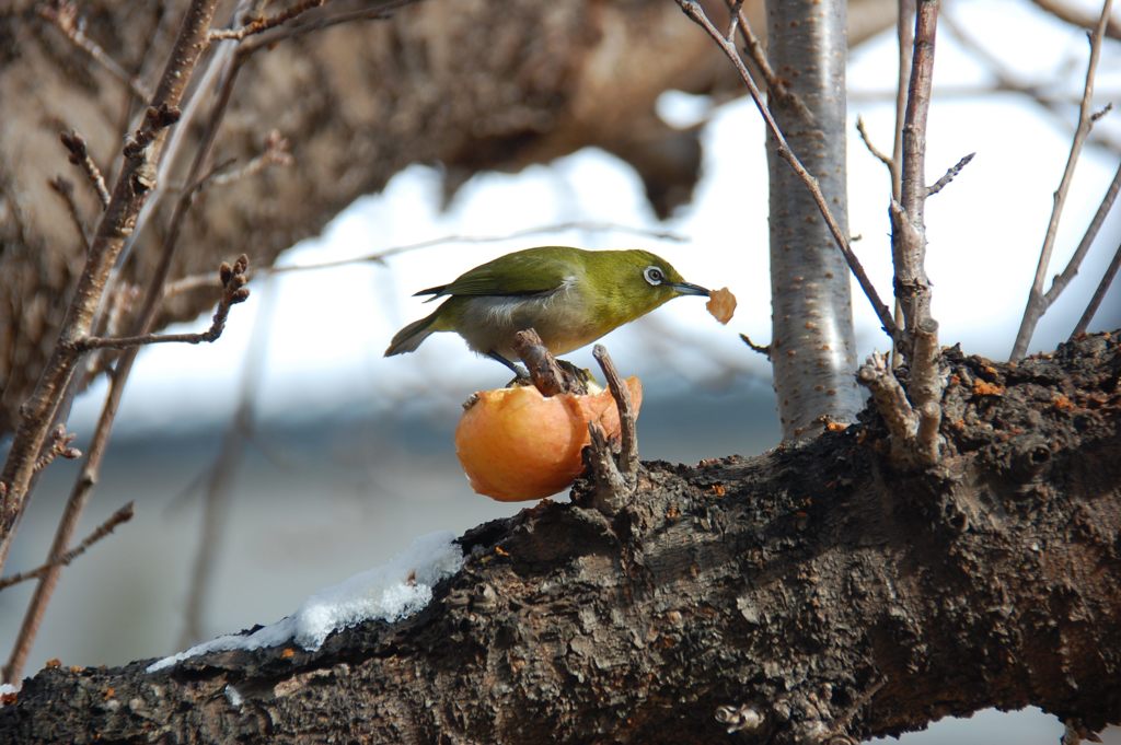 美味しー！　DSC_2669