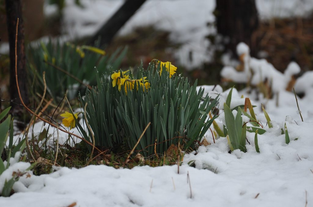 雪水仙　DSC_0824