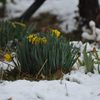 雪水仙　DSC_0824