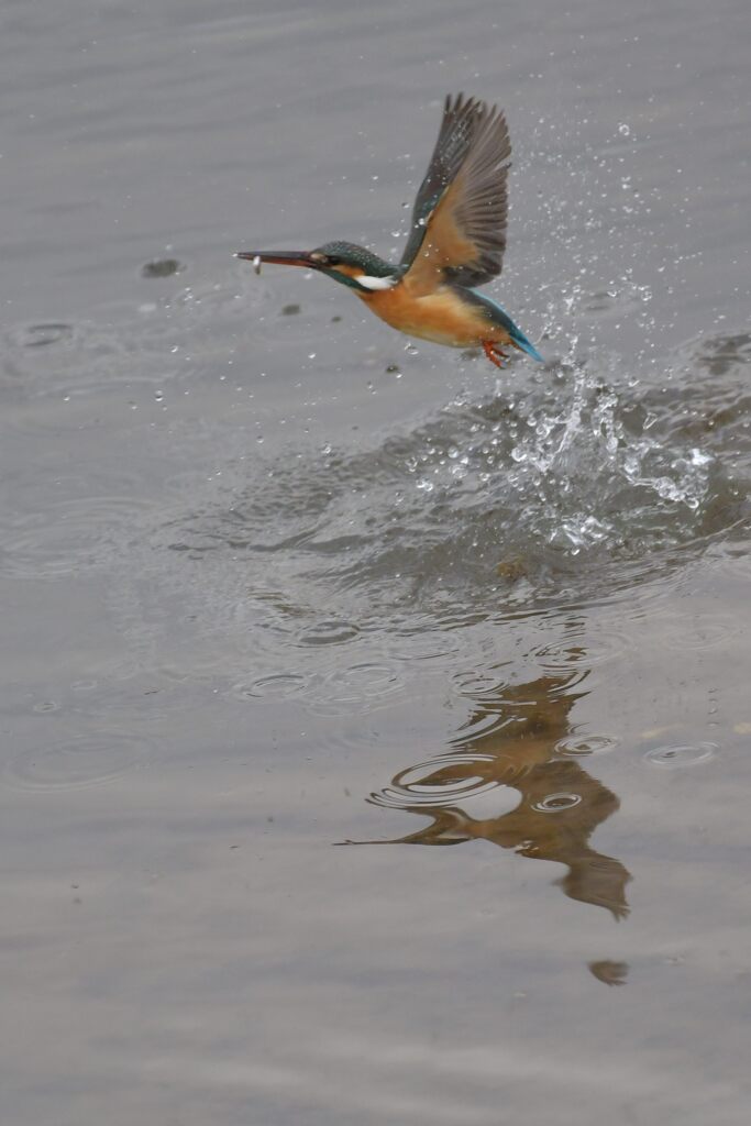 小魚ゲット！　DSC_5064