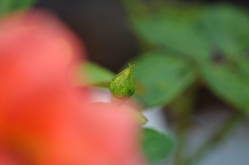 また蕾が　DSC_3183