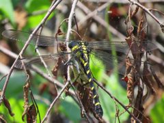 チョウを捕食するトンボ　　IMG_1515