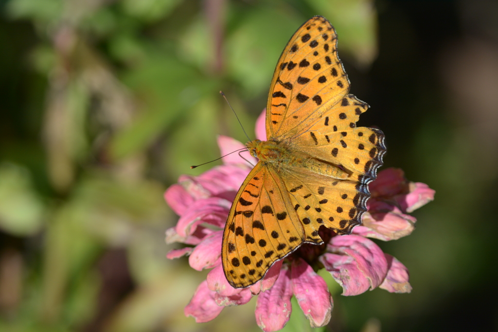 秋の日差し浴びて　DSC_7804