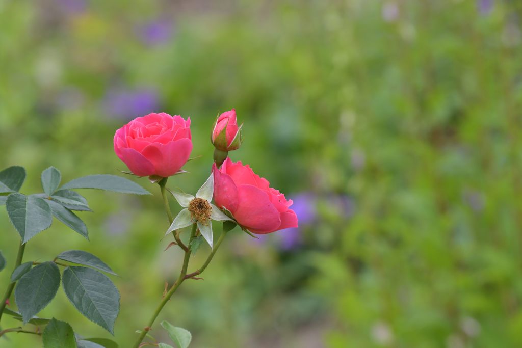 祭りの後　４　DSC_4761