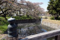 龍岡城五稜郭　残桜２　　DSC_1758