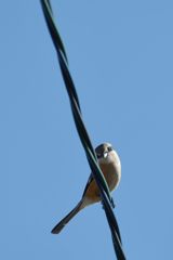 目が合った！　DSC_2472