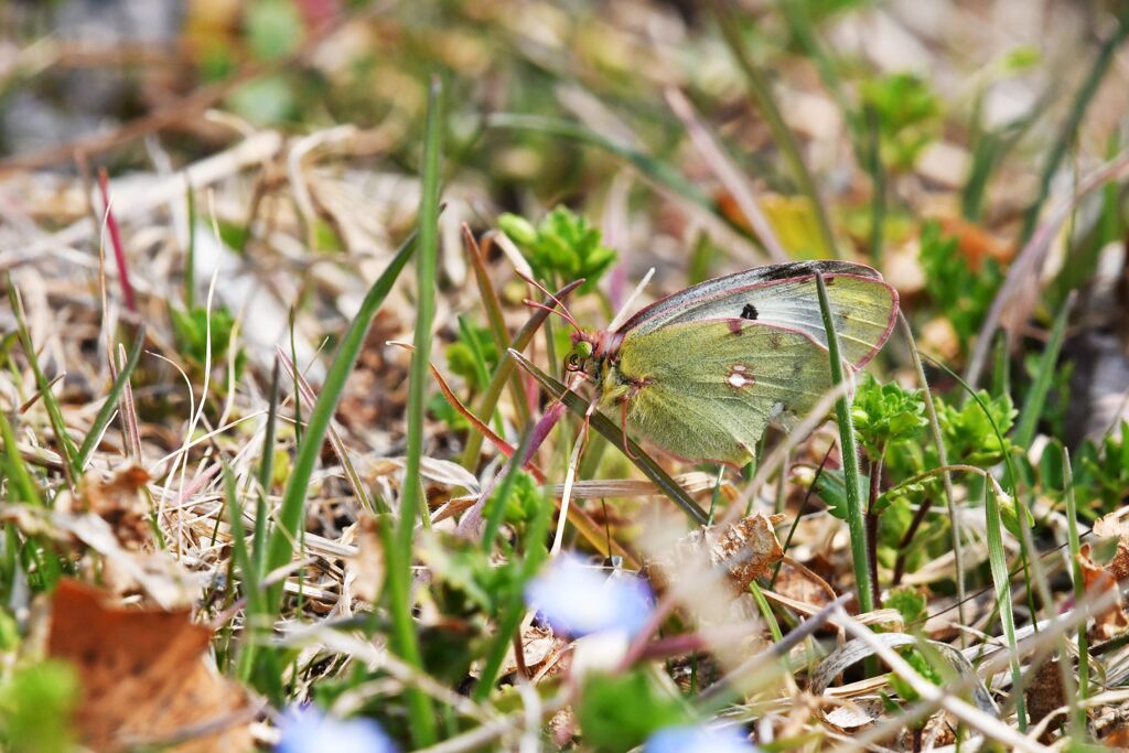 モンキチョウ　　　DSC_1087