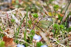 モンキチョウ　　　DSC_1087